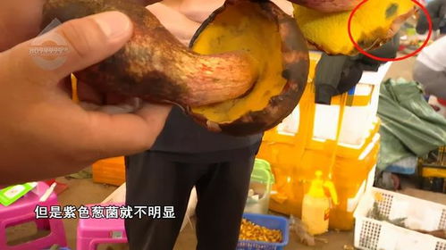 男子误食见手青中毒，竟意外帮助凤凰捋毛